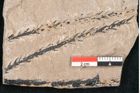 Foto (Detailansicht) von Plantae indet.  (NHMW-GEO-2024-0188-11198)